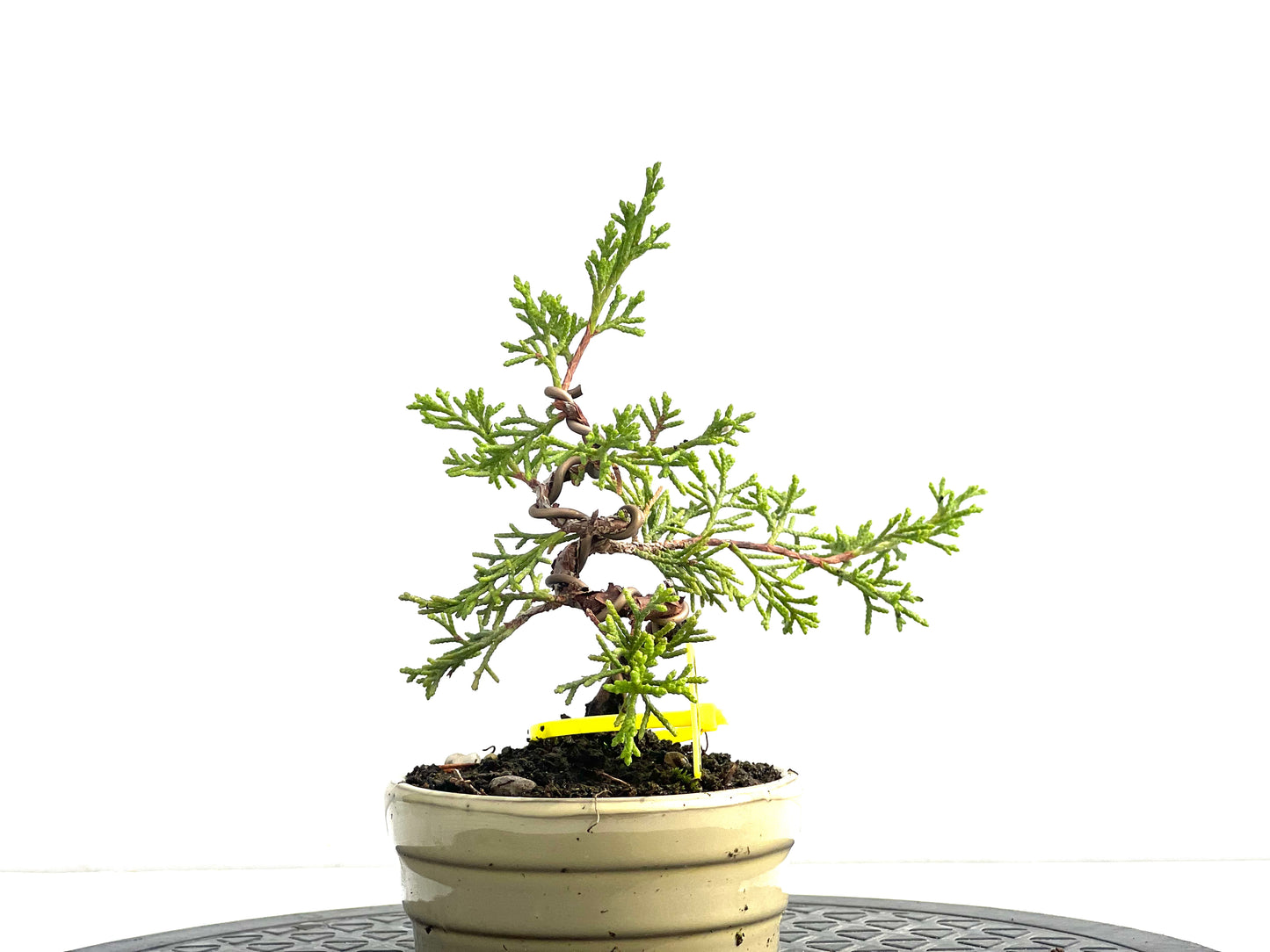 Juniperus Chinensis Itoigawa 2536