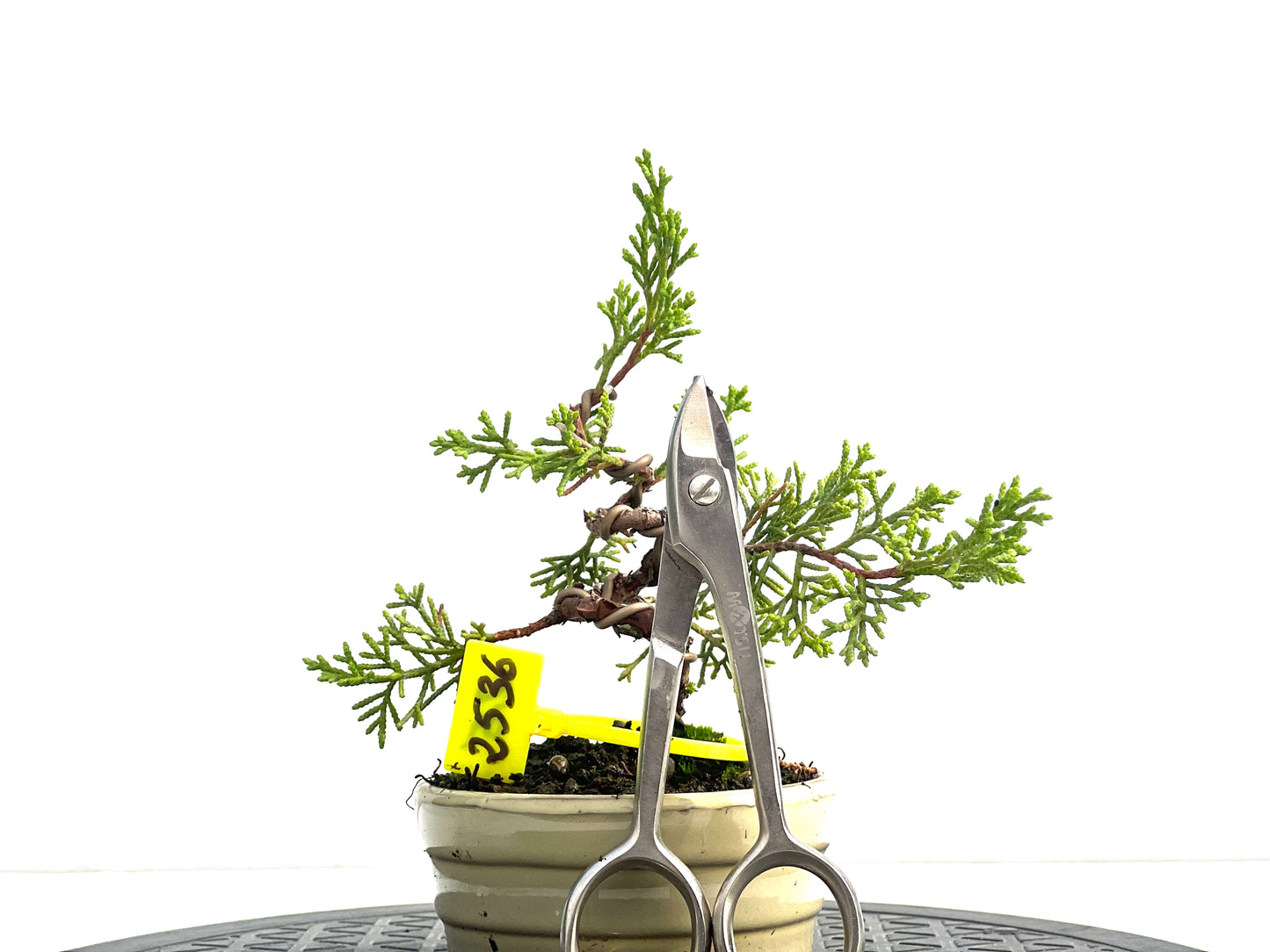 Juniperus Chinensis Itoigawa 2536