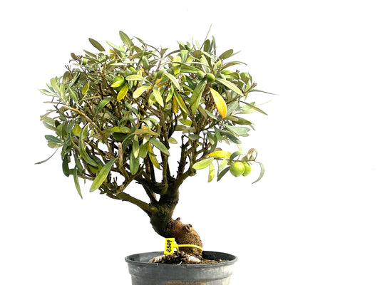 Olea Europaea 2529