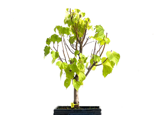 Tilo Cordata 2541