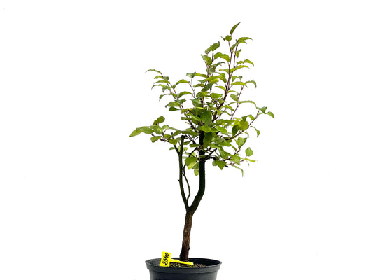 Carpinus Turczaninowii 2540
