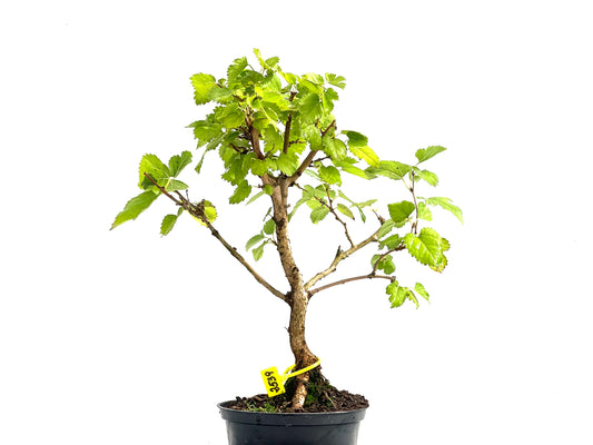 Morus Alba 2539