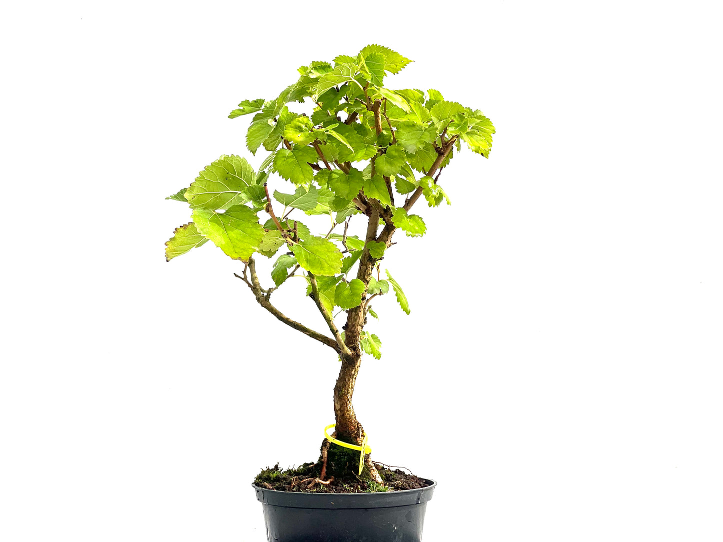 Morus Alba 2539