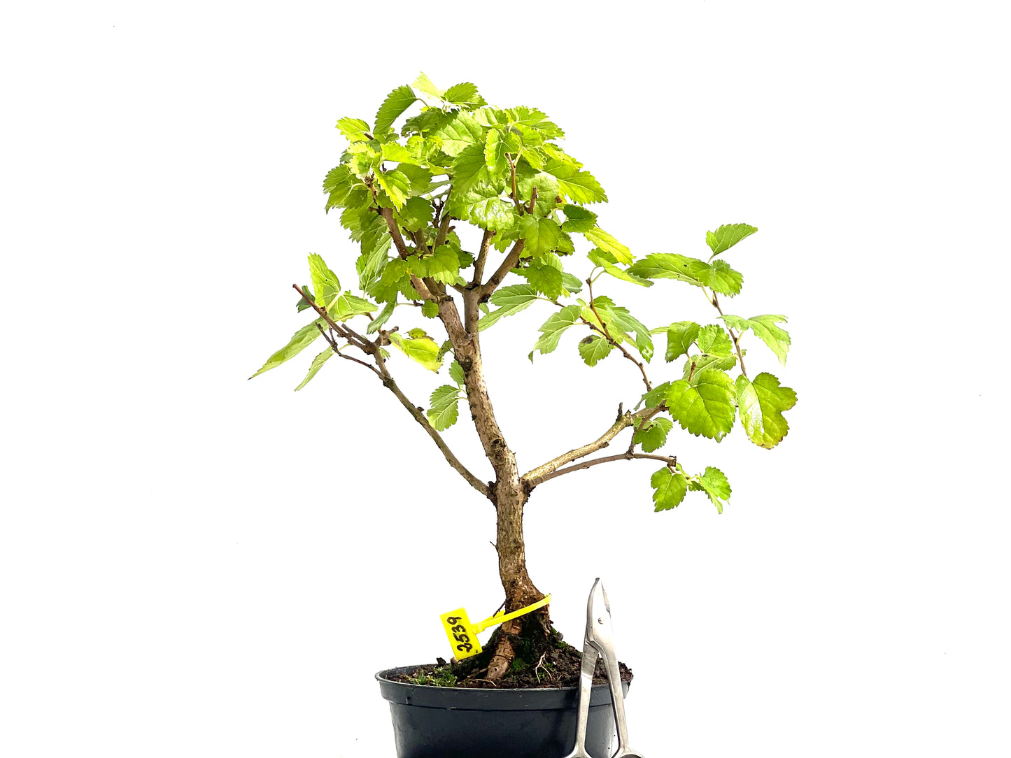 Morus Alba 2539