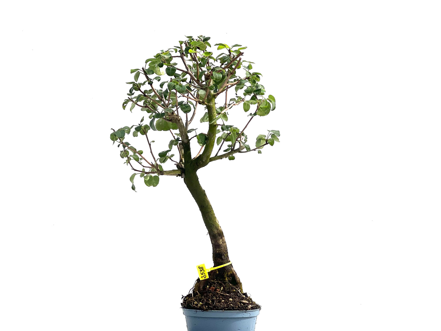 Prunus Mahaleb 2538