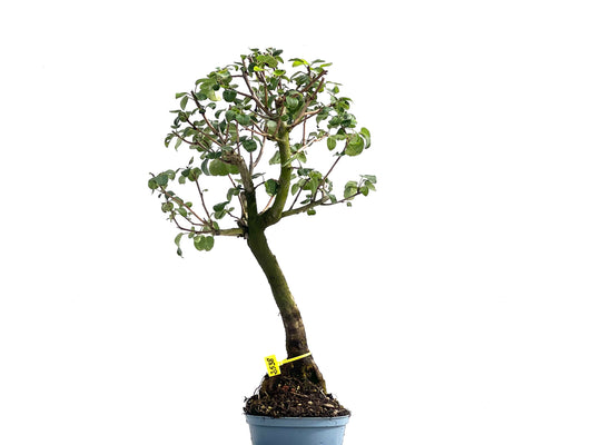 Prunus Mahaleb 2538