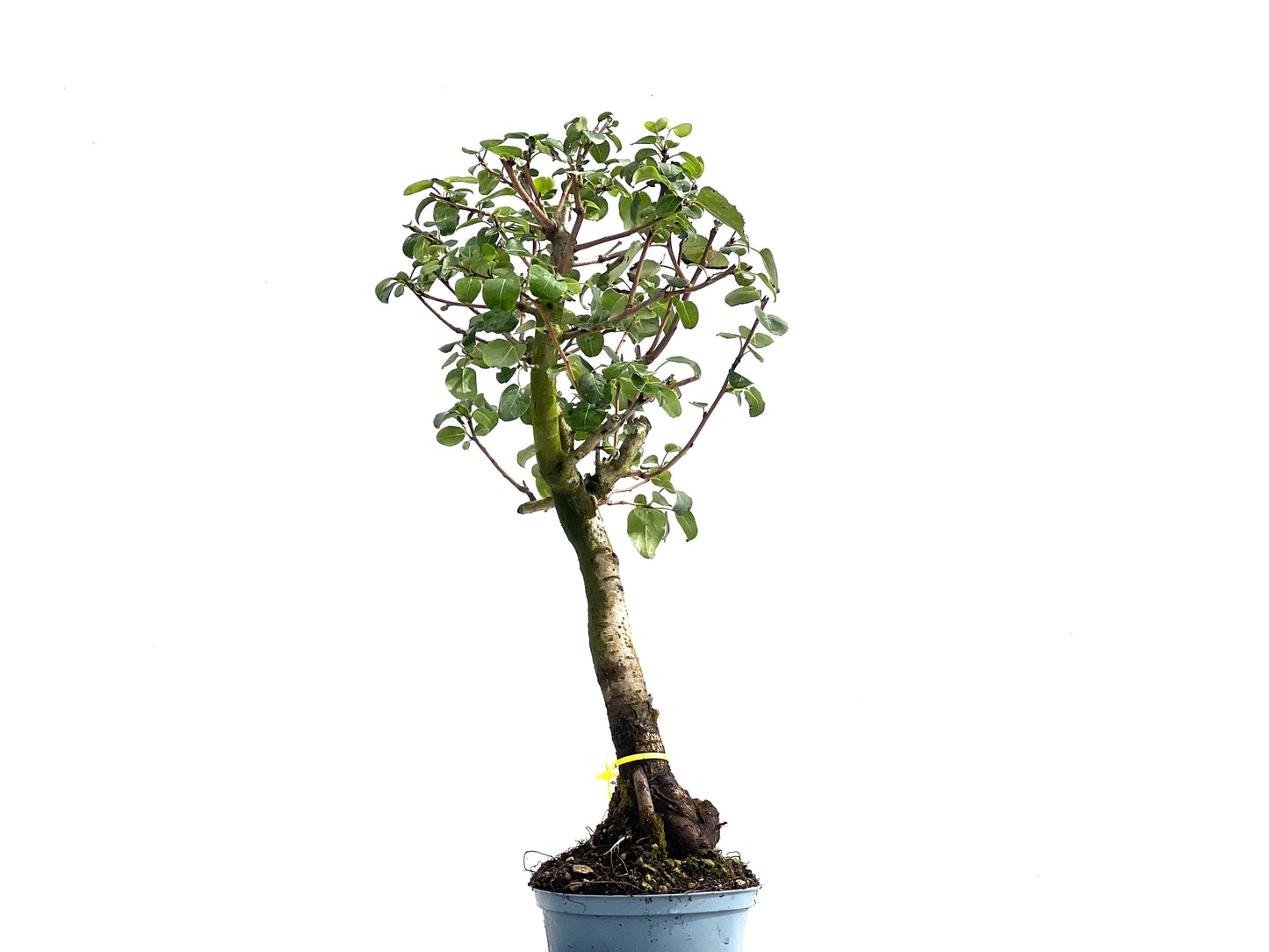 Prunus Mahaleb 2538