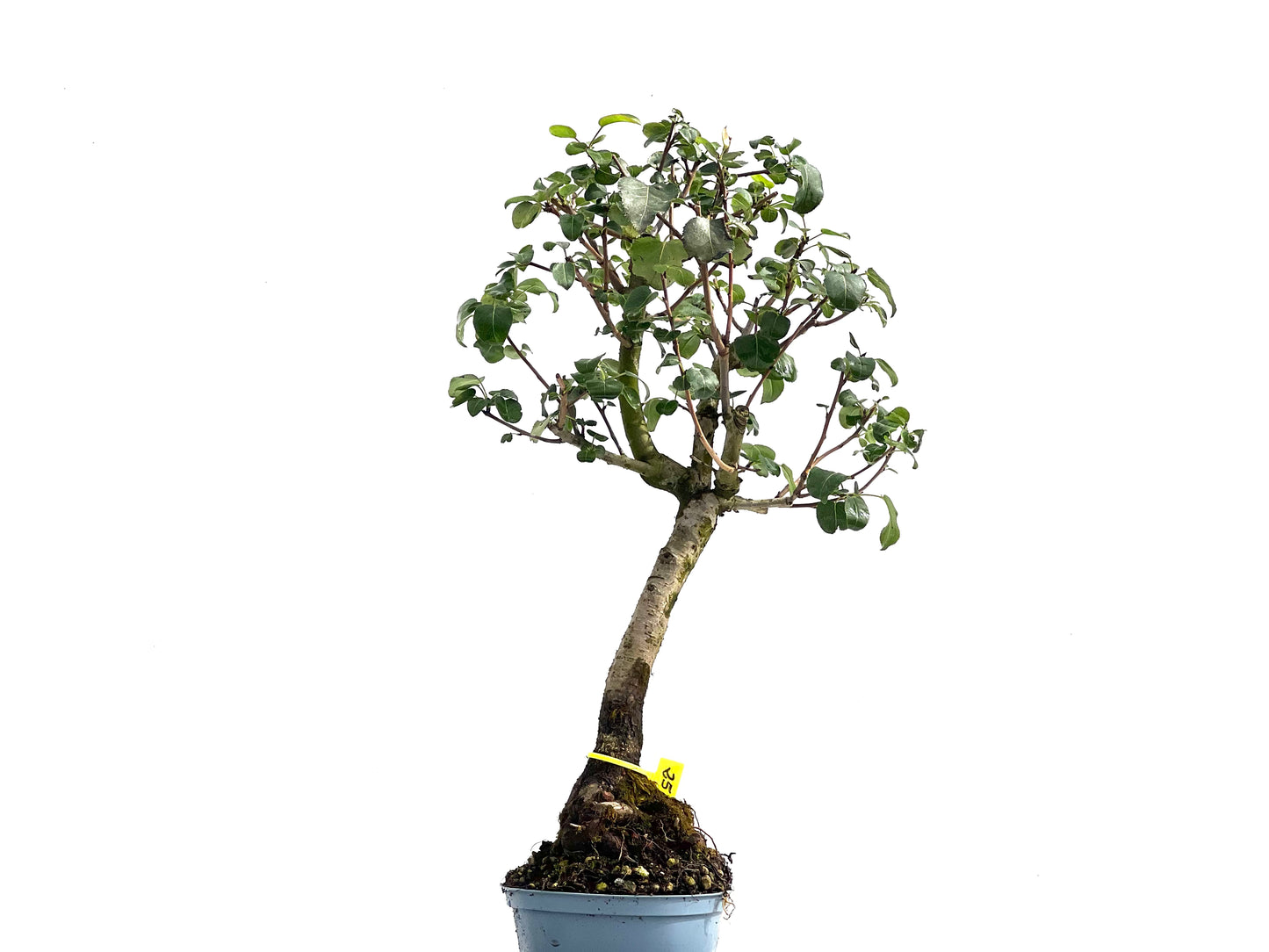 Prunus Mahaleb 2538