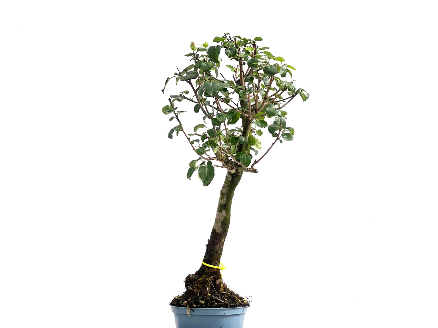 Prunus Mahaleb 2538