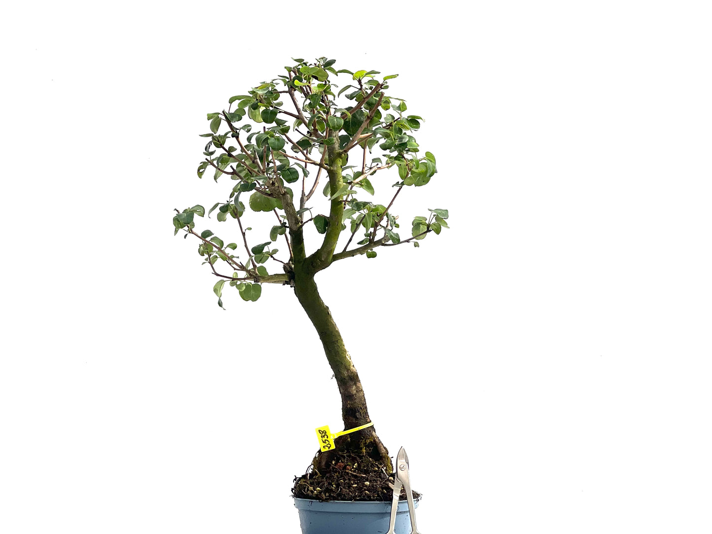 Prunus Mahaleb 2538