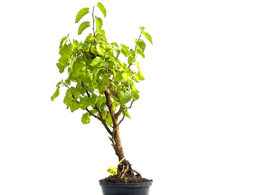 Morus Alba 2537