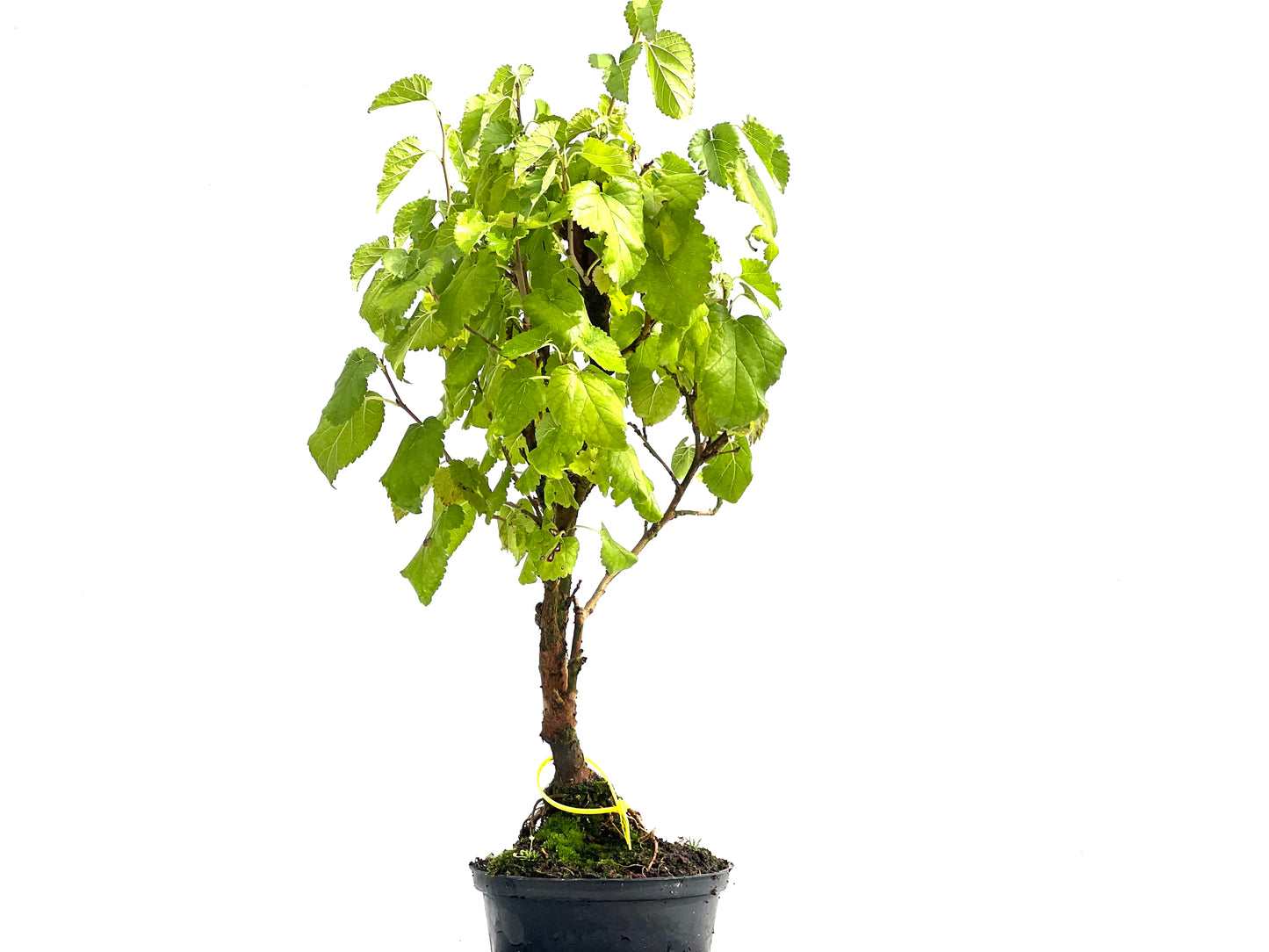 Morus Alba 2537