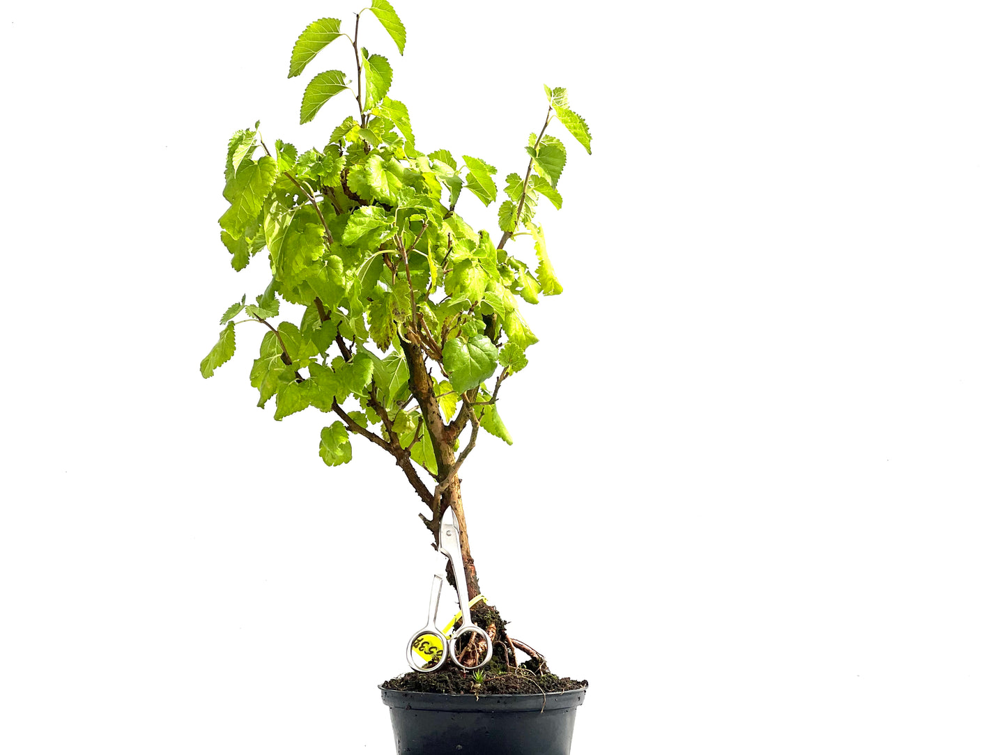 Morus Alba 2537