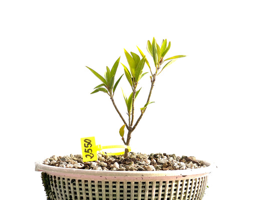 Ficus Nerifolia 2550