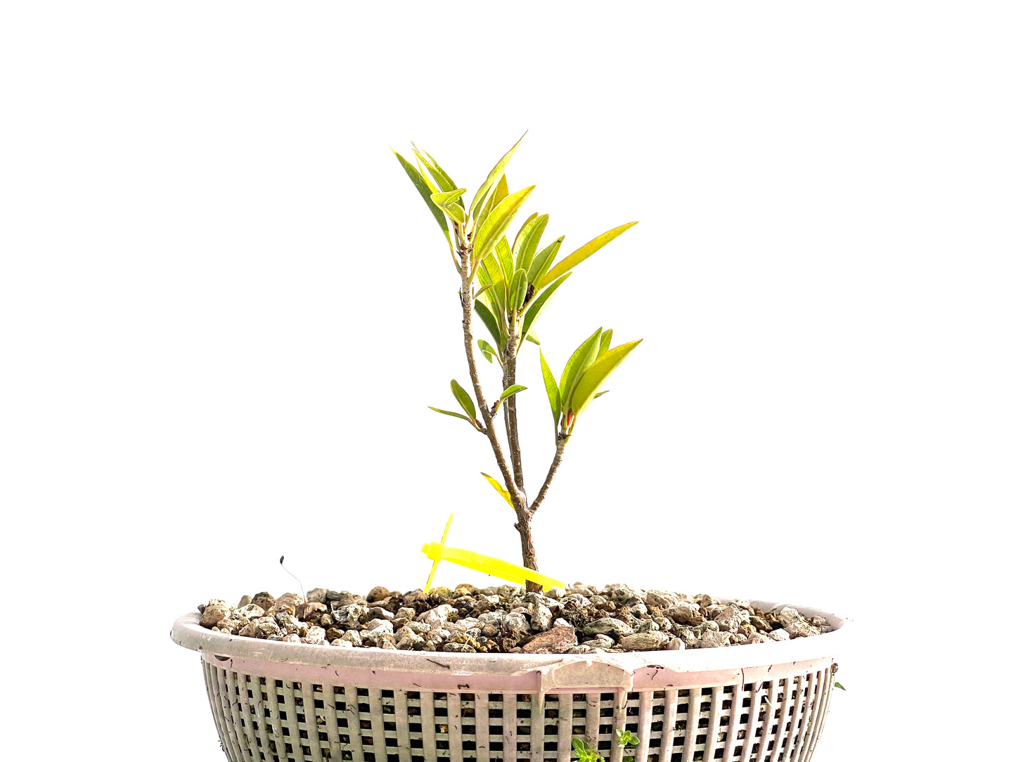 Ficus Nerifolia 2550