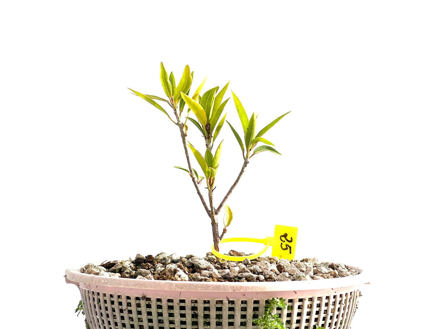 Ficus Nerifolia 2550