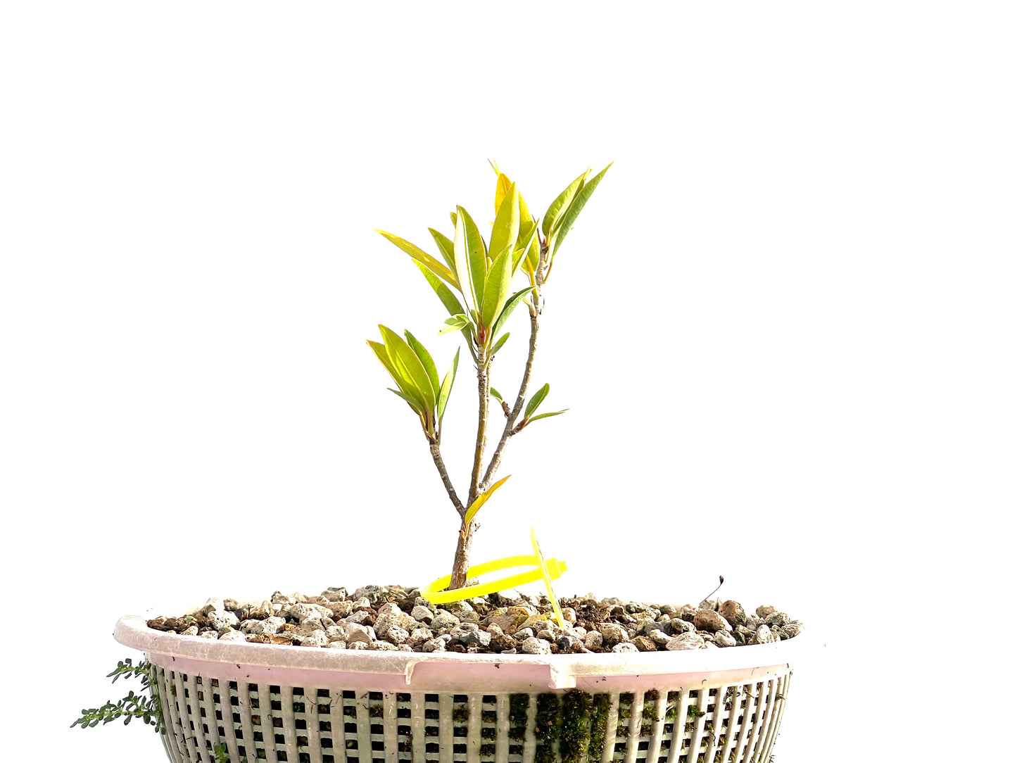 Ficus Nerifolia 2550