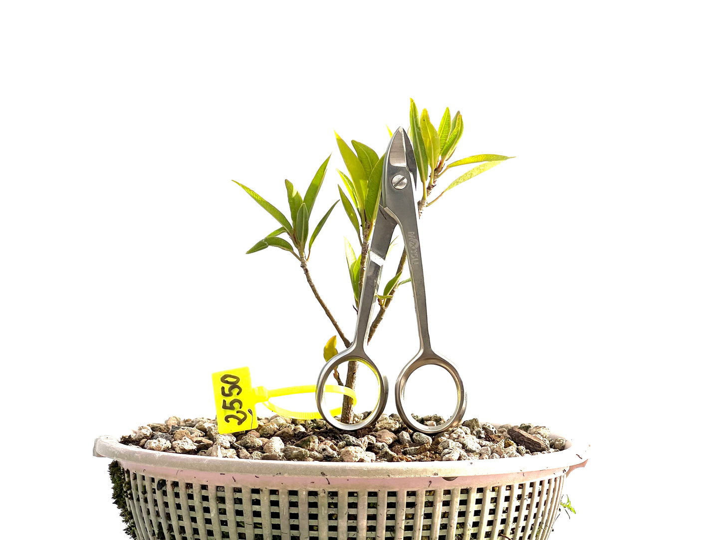 Ficus Nerifolia 2550