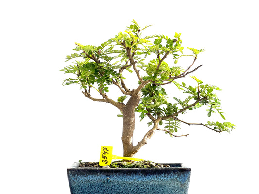 Zanthoxylum Piperitum 2547
