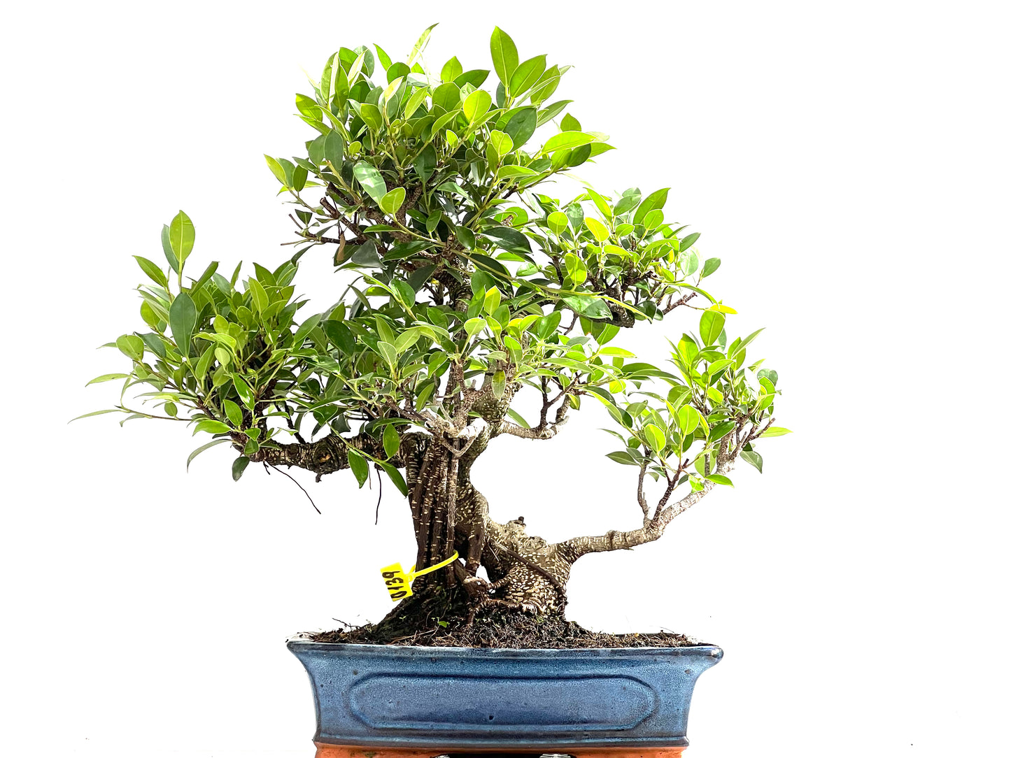 Ficus Tiger Bark 0139