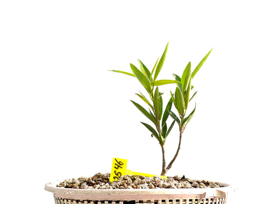 Ficus Nerifolia 2546