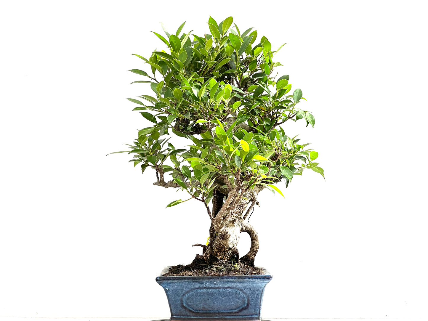 Ficus Tiger Bark 0139