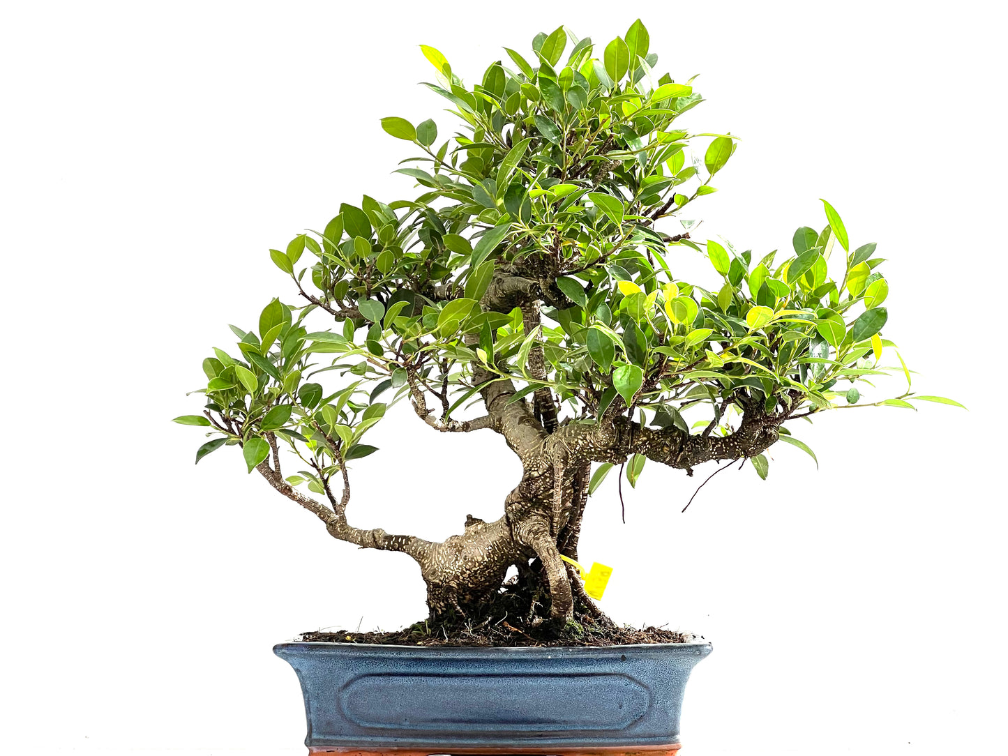 Ficus Tiger Bark 0139