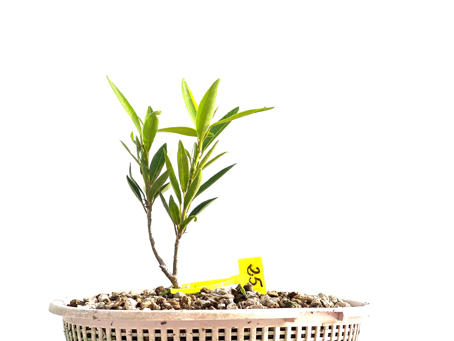 Ficus Nerifolia 2546