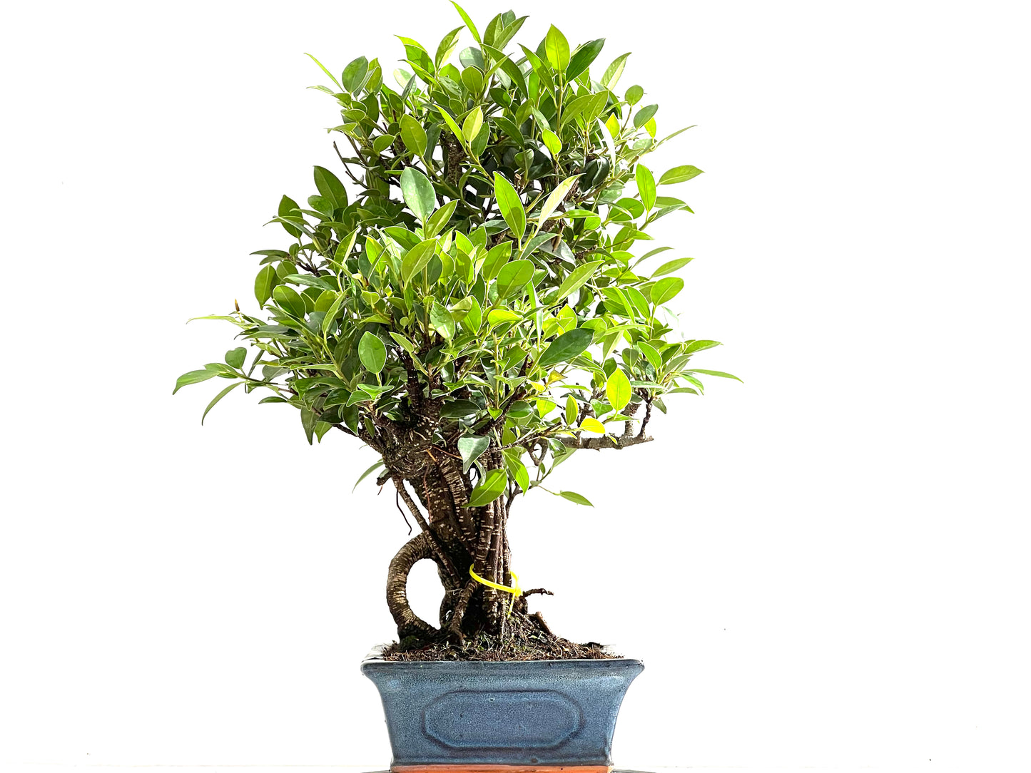 Ficus Tiger Bark 0139