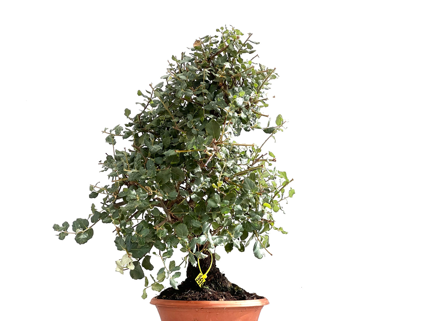 Quercus Suber 0138