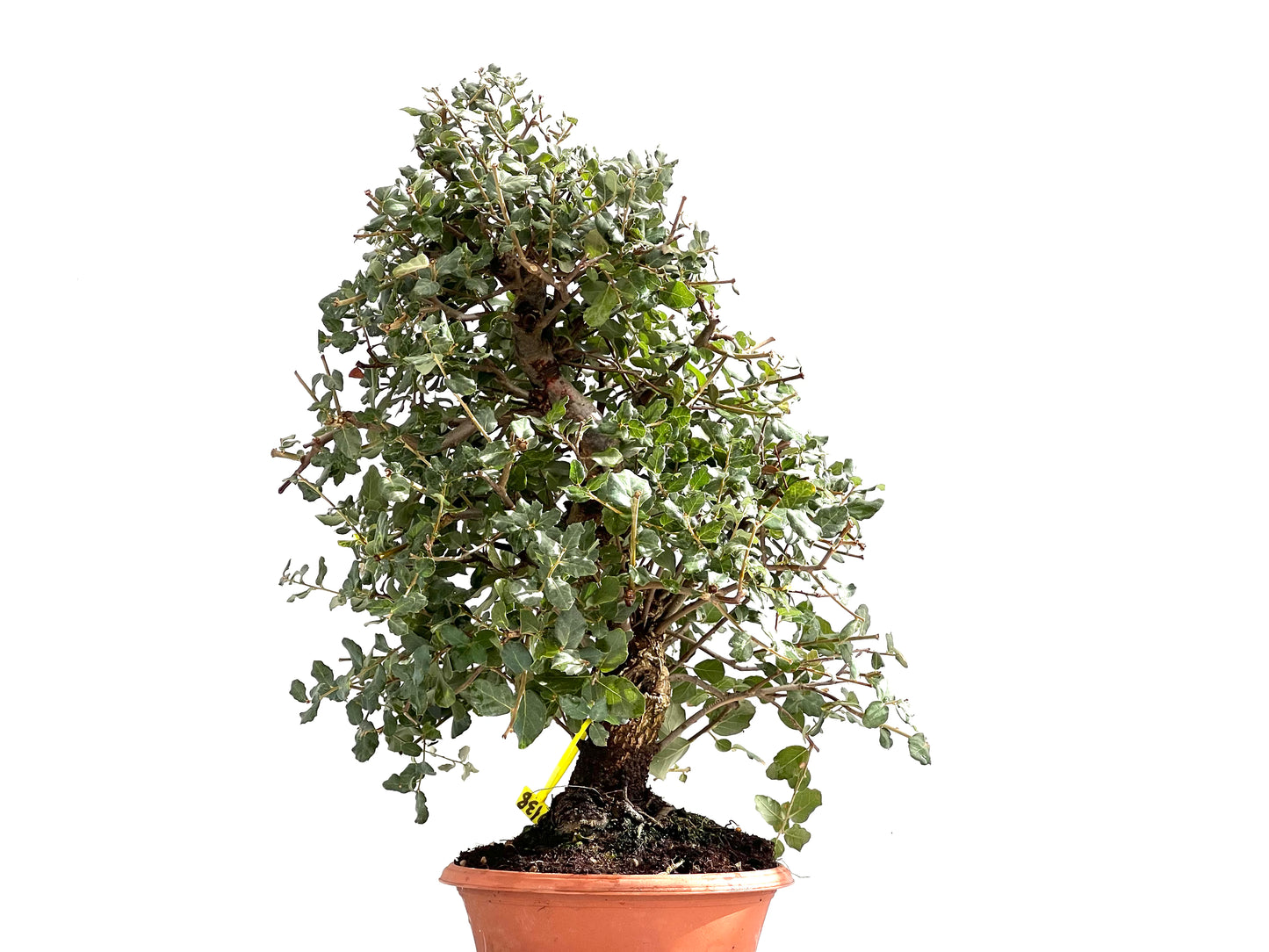 Quercus Suber 0138