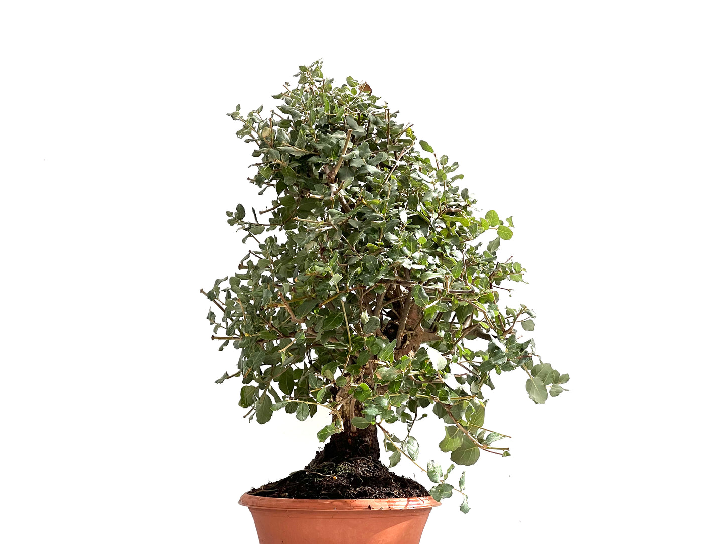 Quercus Suber 0138