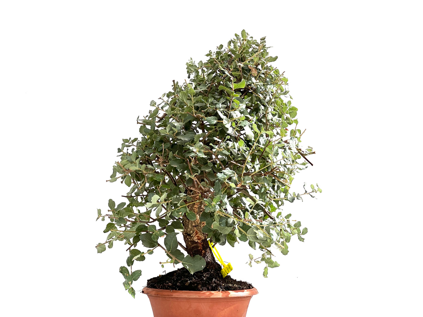 Quercus Suber 0138