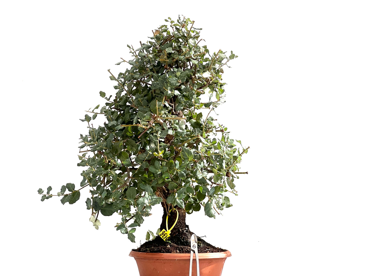 Quercus Suber 0138