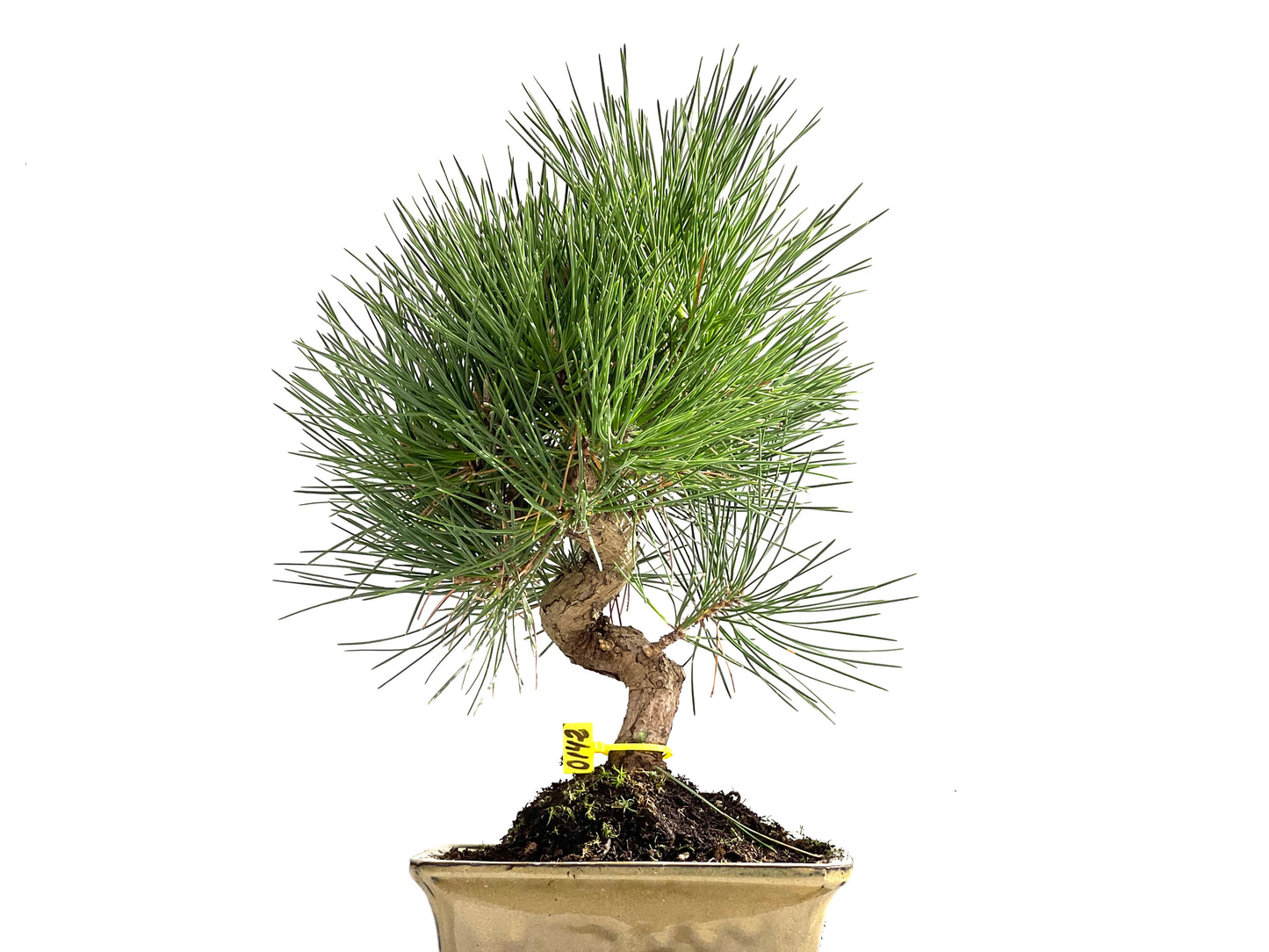 Pinus Thunbergii 0142