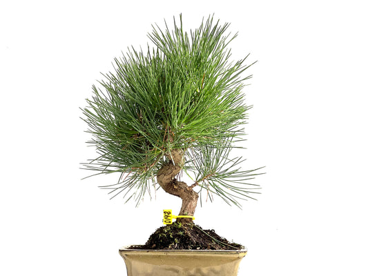 Pinus Thunbergii 0142