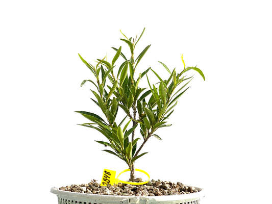 Ficus Nerifolia 2548
