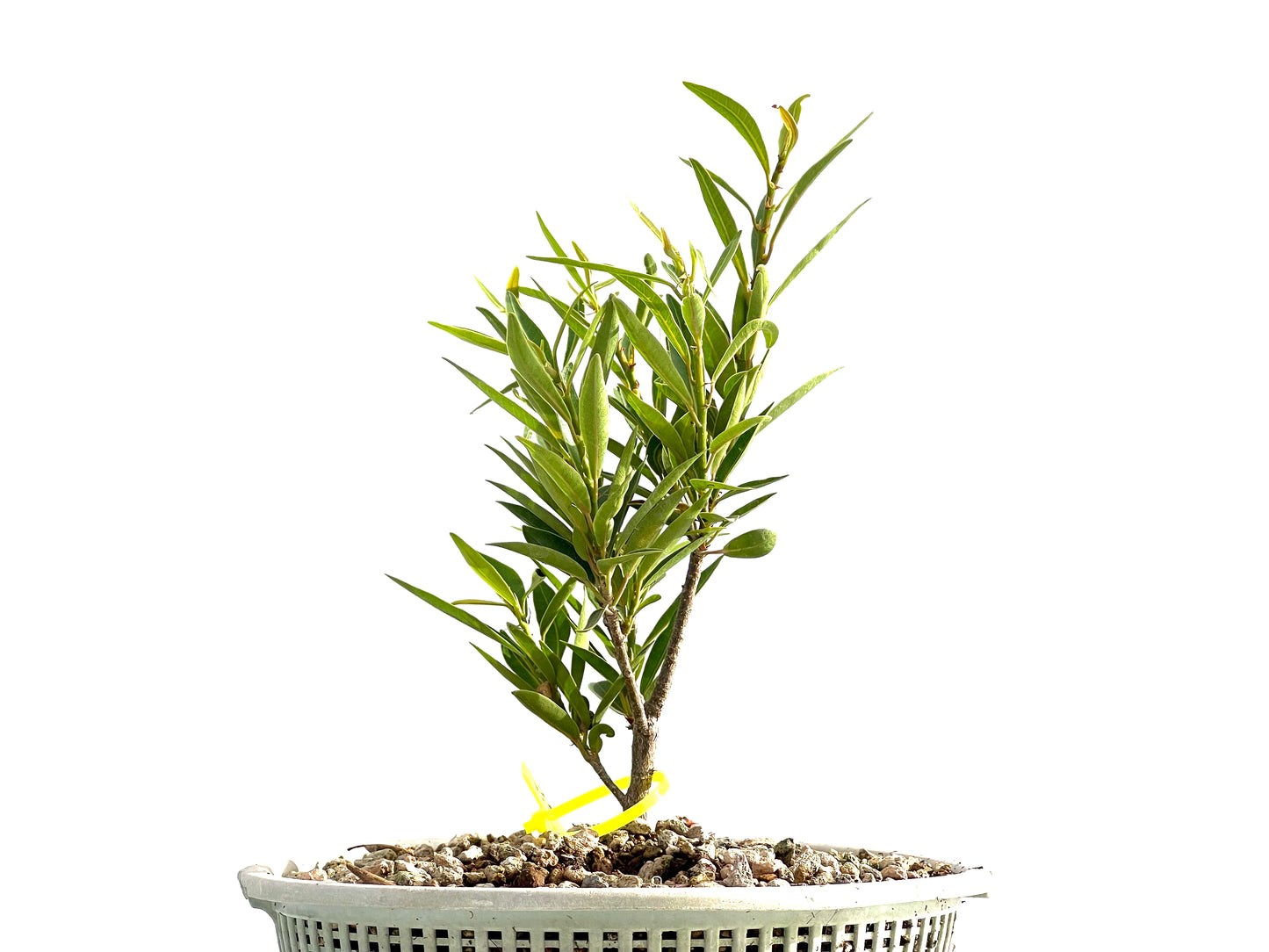Ficus Nerifolia 2548