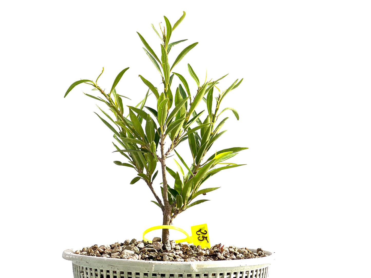Ficus Nerifolia 2548