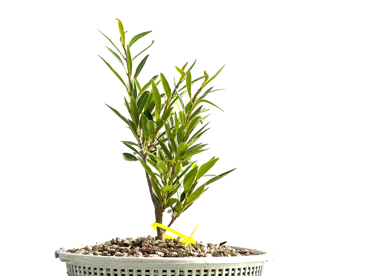 Ficus Nerifolia 2548