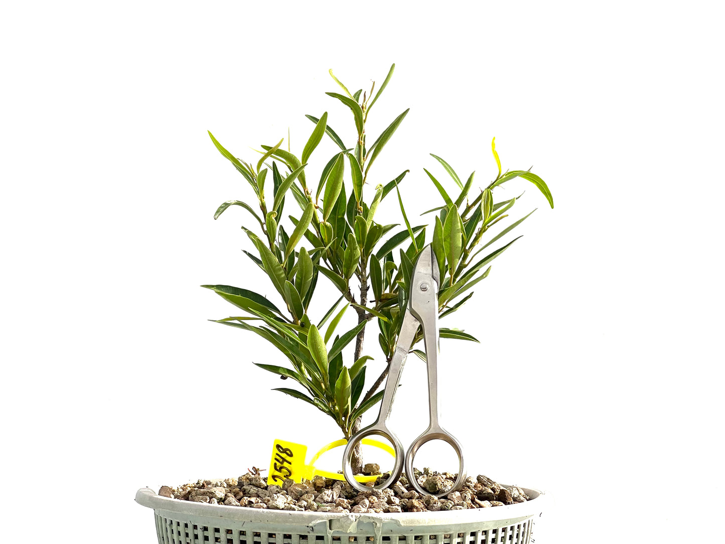 Ficus Nerifolia 2548