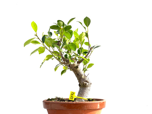 Ficus Tiger Bark 2542