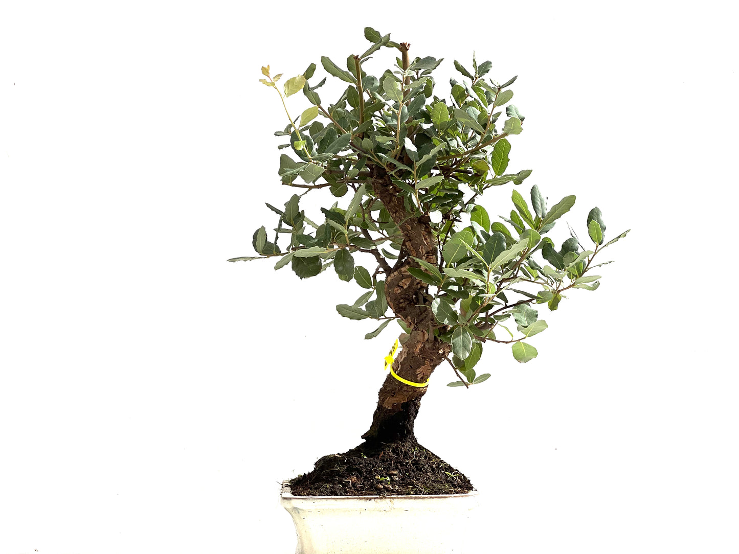 Quercus Suber 0140