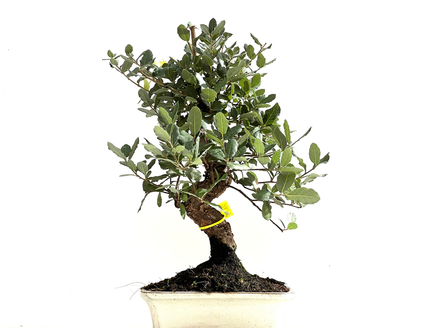 Quercus Suber 0140