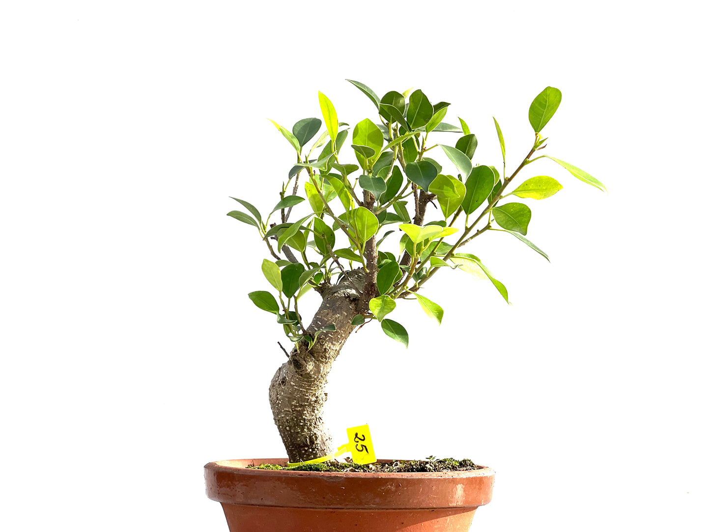 Ficus Tiger Bark 2542