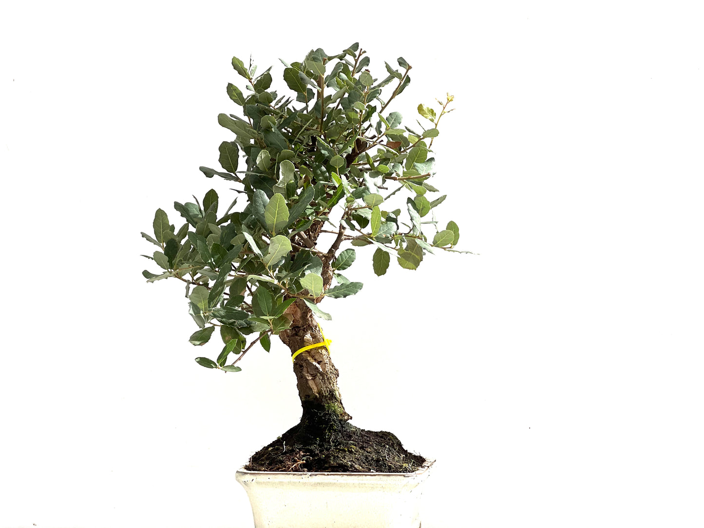 Quercus Suber 0140