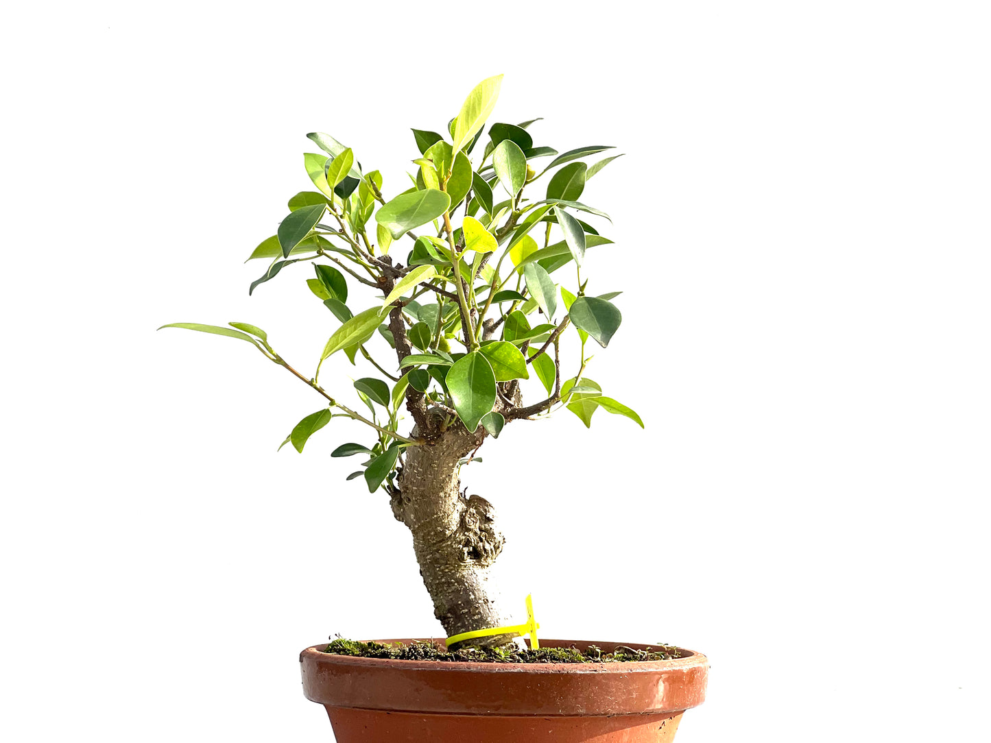 Ficus Tiger Bark 2542