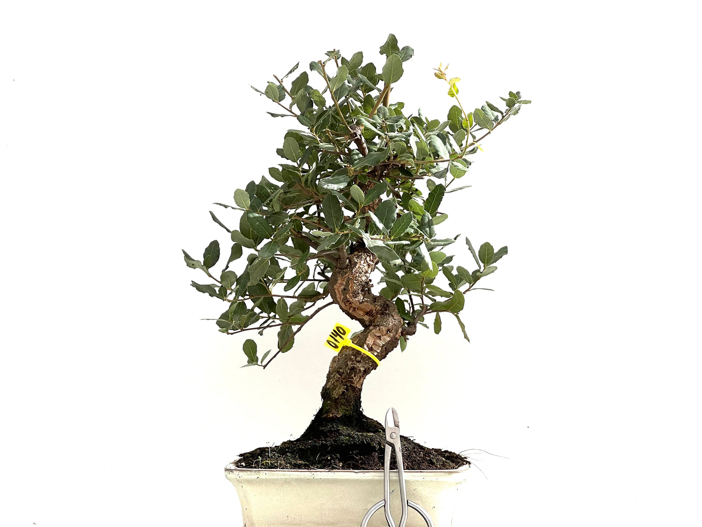 Quercus Suber 0140