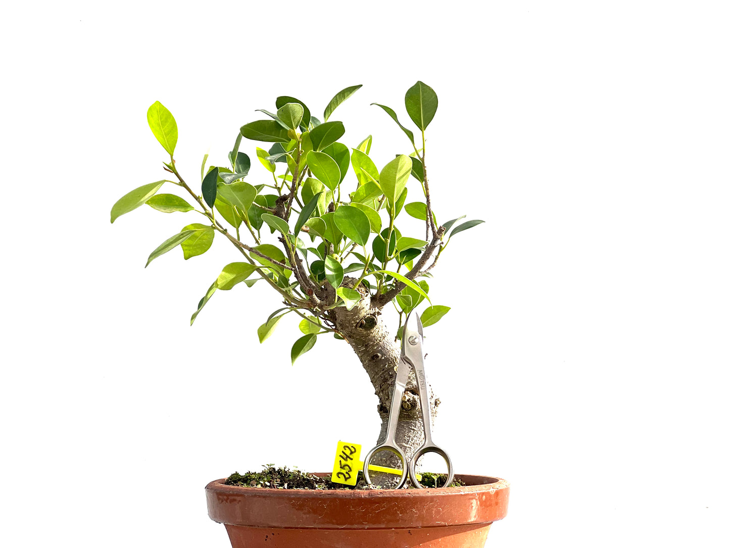 Ficus Tiger Bark 2542