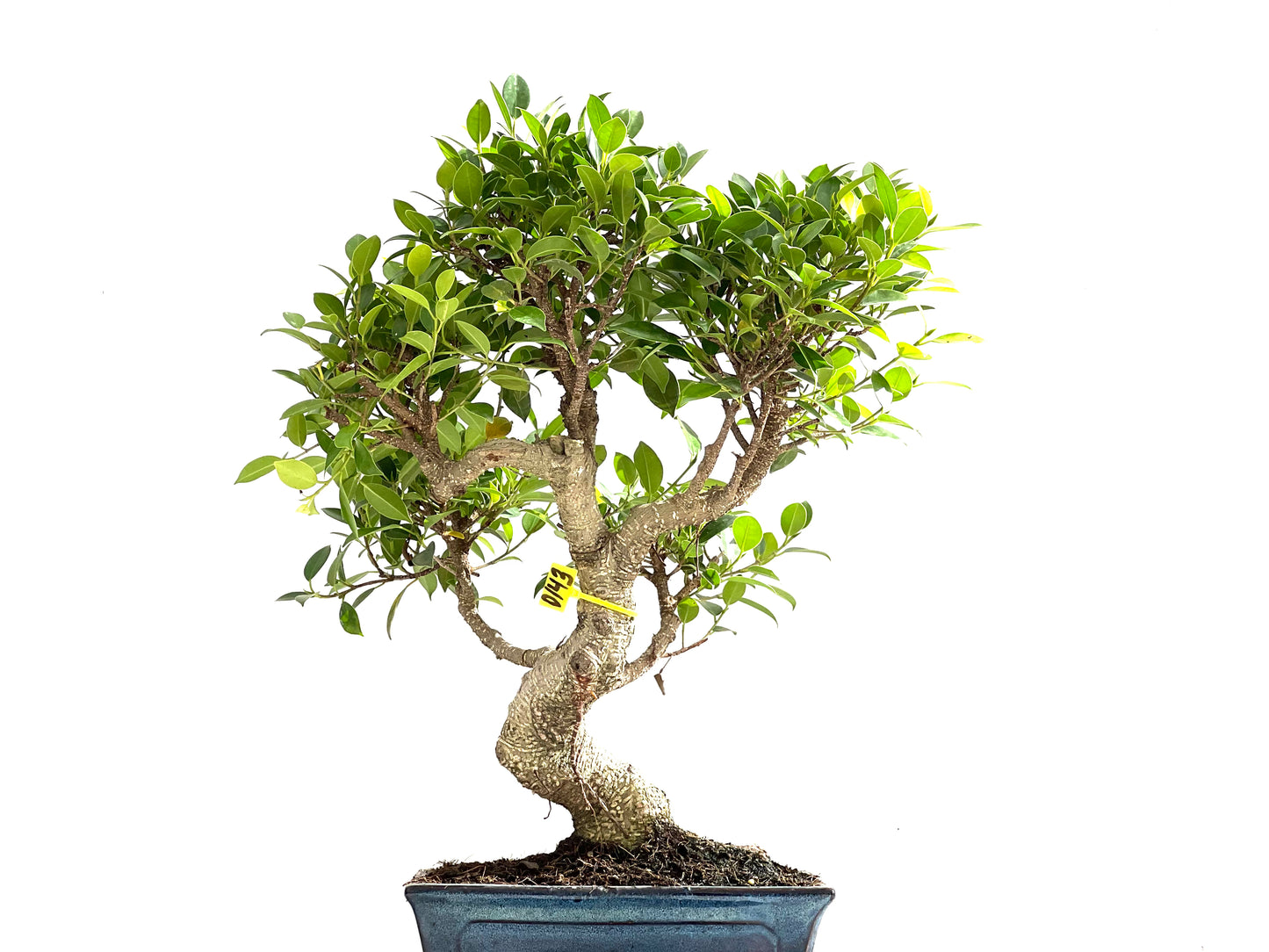 Ficus Tiger Bark 0143